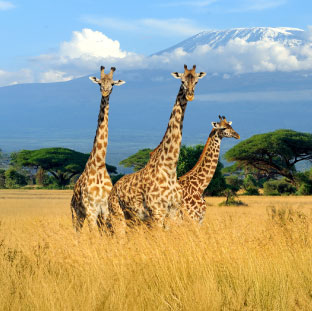 Tour Categories Wildlife